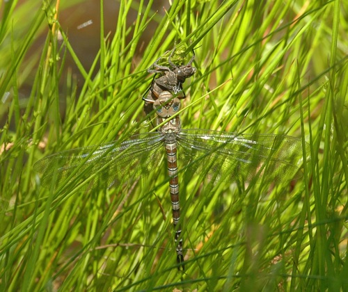 Female, newly emerged
2006_04_04_Dougherty